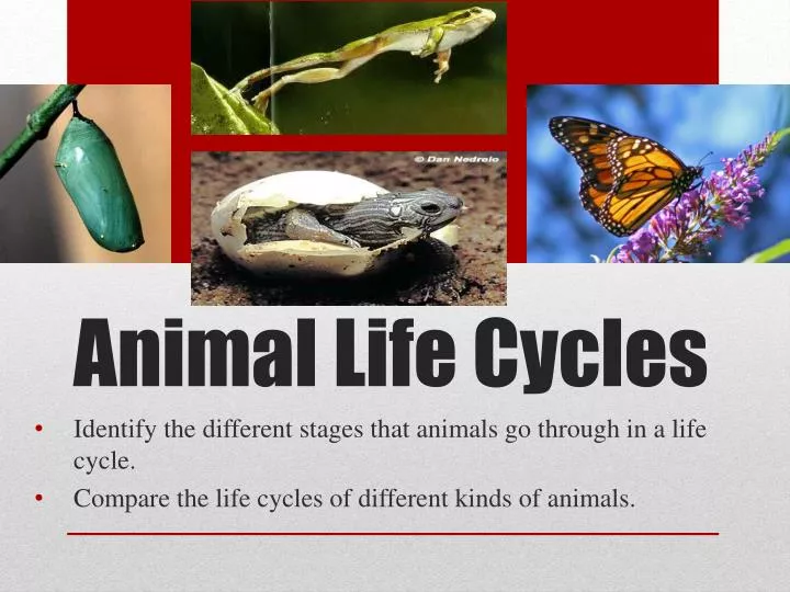 Animal Life Cycle Stages