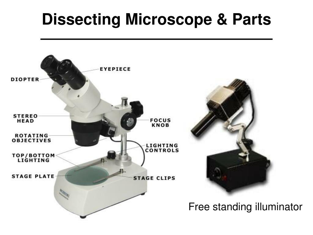 Dissecting Microscope Parts