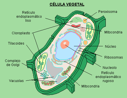 DIBUJOS DE LA CELULA VEGETAL Y SUS PARTES