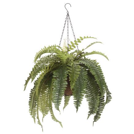 Fully Assembled Fern Hanging Basket by OakRidge™-359080