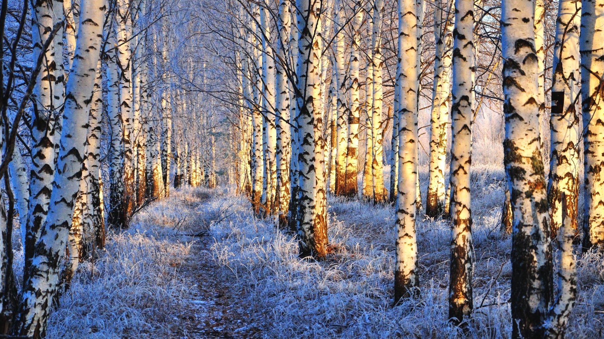 About Birch Forest Hd Wallpaper Now