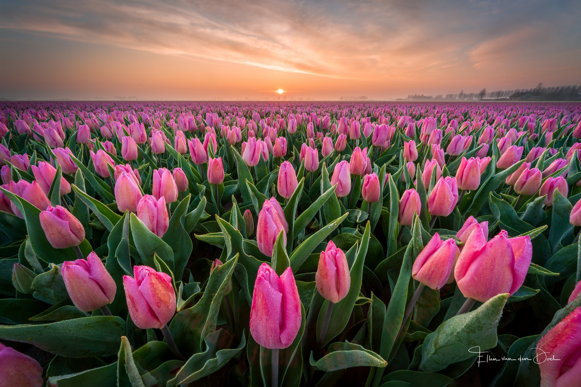 Red Tulips Rising To The Sun Light Wallpaper Flower Wallpapers 48341