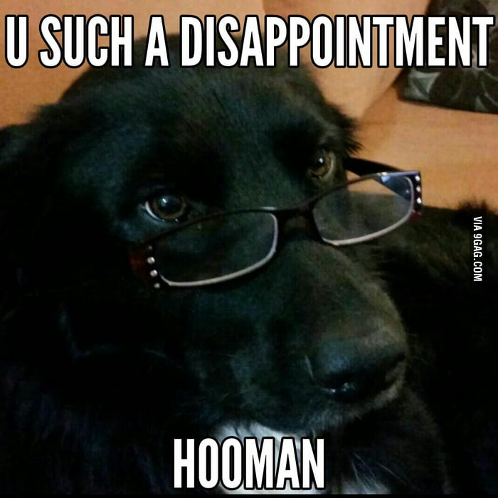 Dog Meme Disappointed