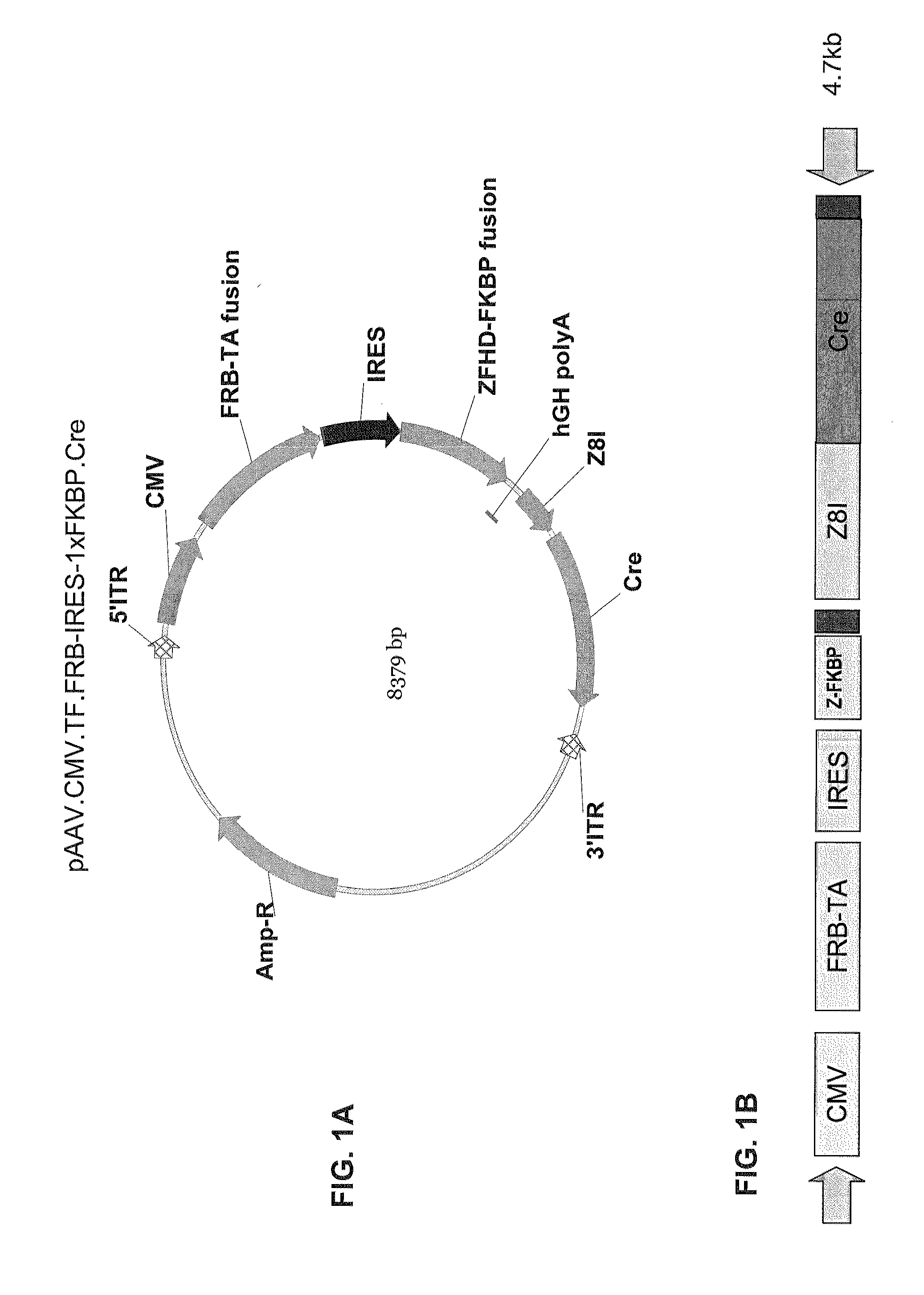 Pharmacologically induced transgene ablation system