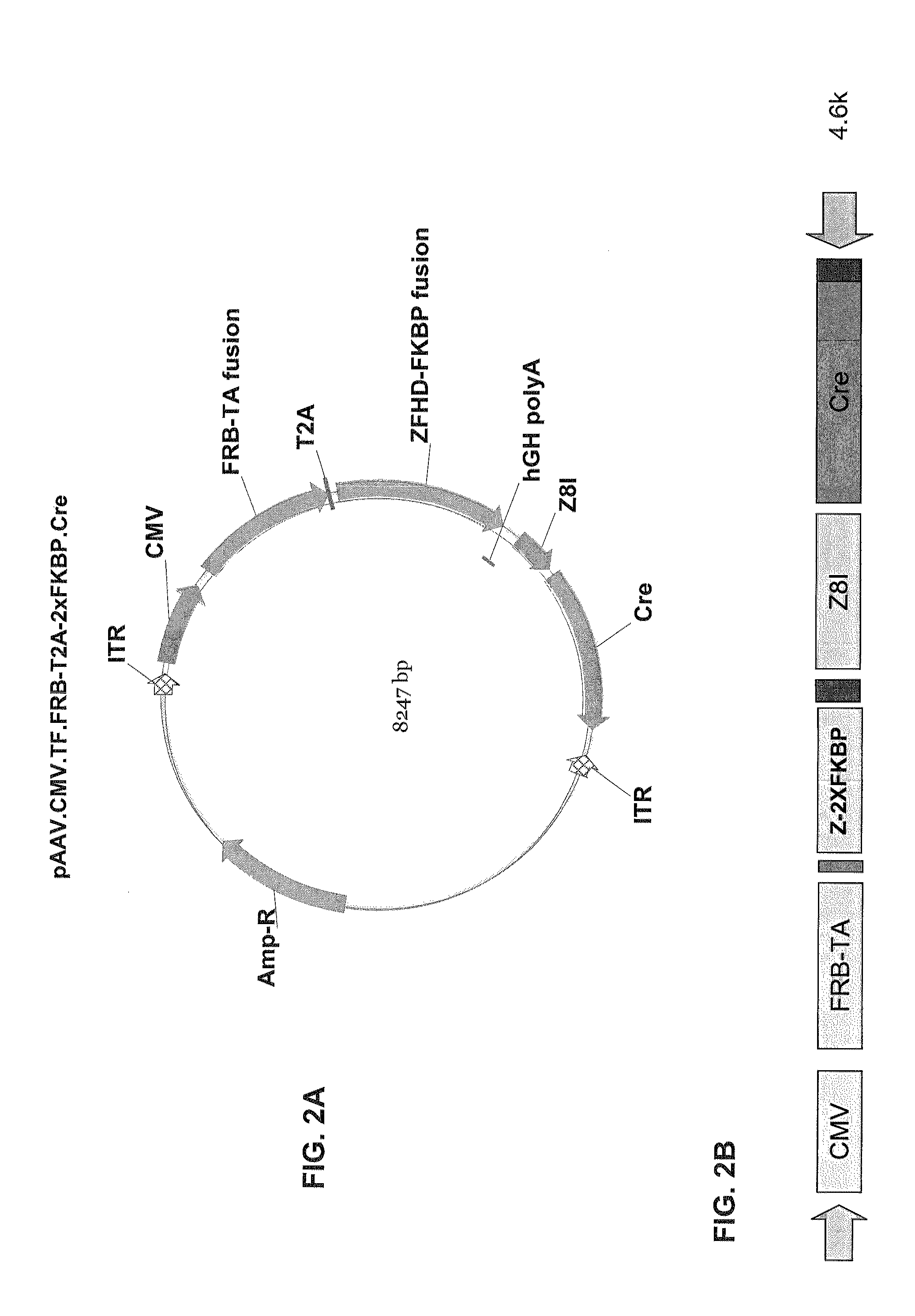 Pharmacologically induced transgene ablation system