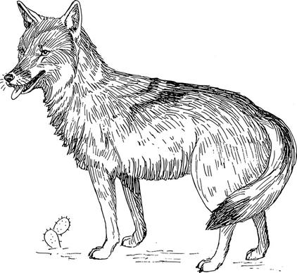 coyote