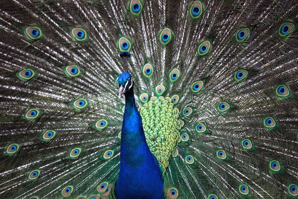 peacock