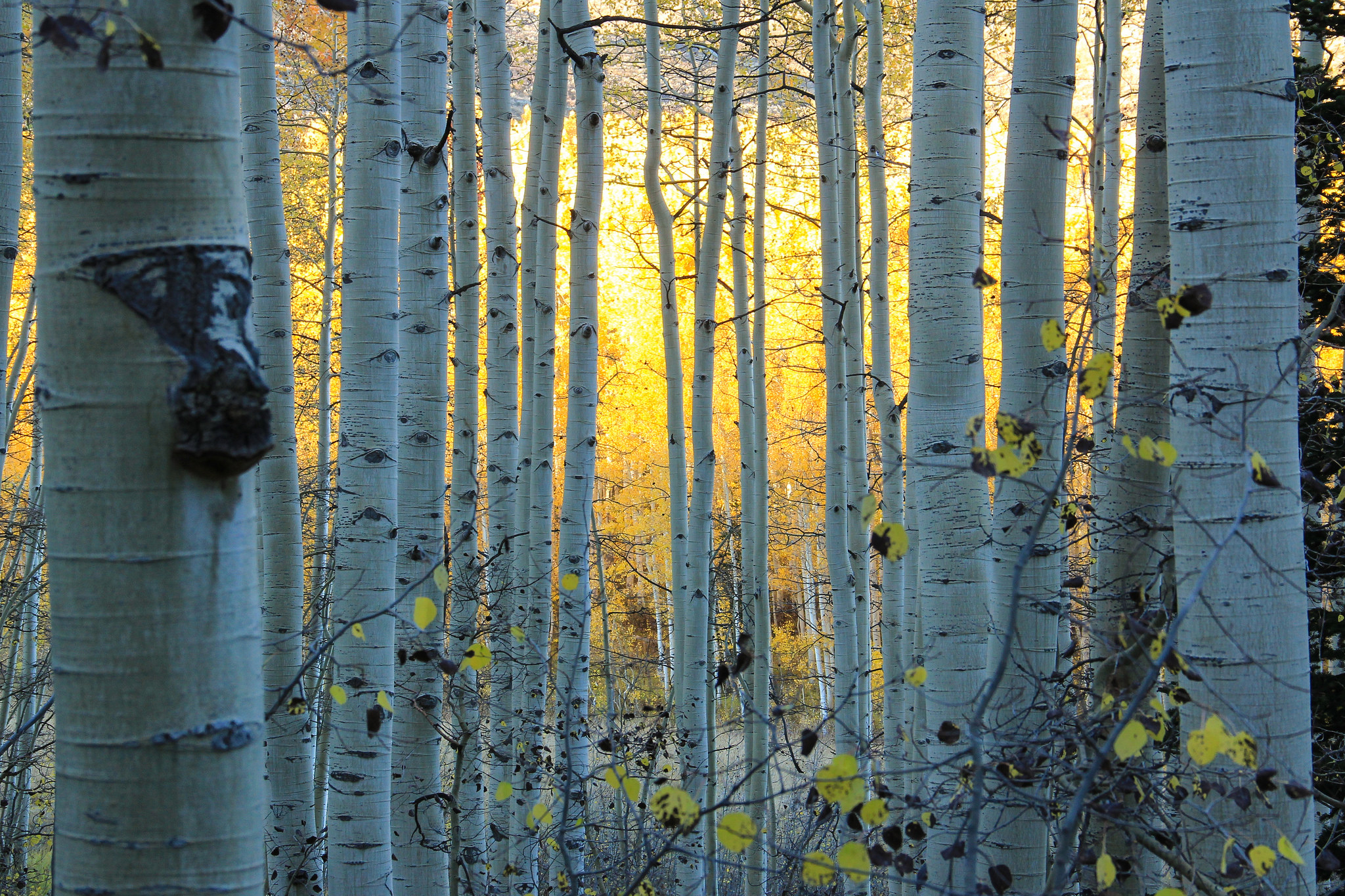 Fall Birch Trees Wallpaper