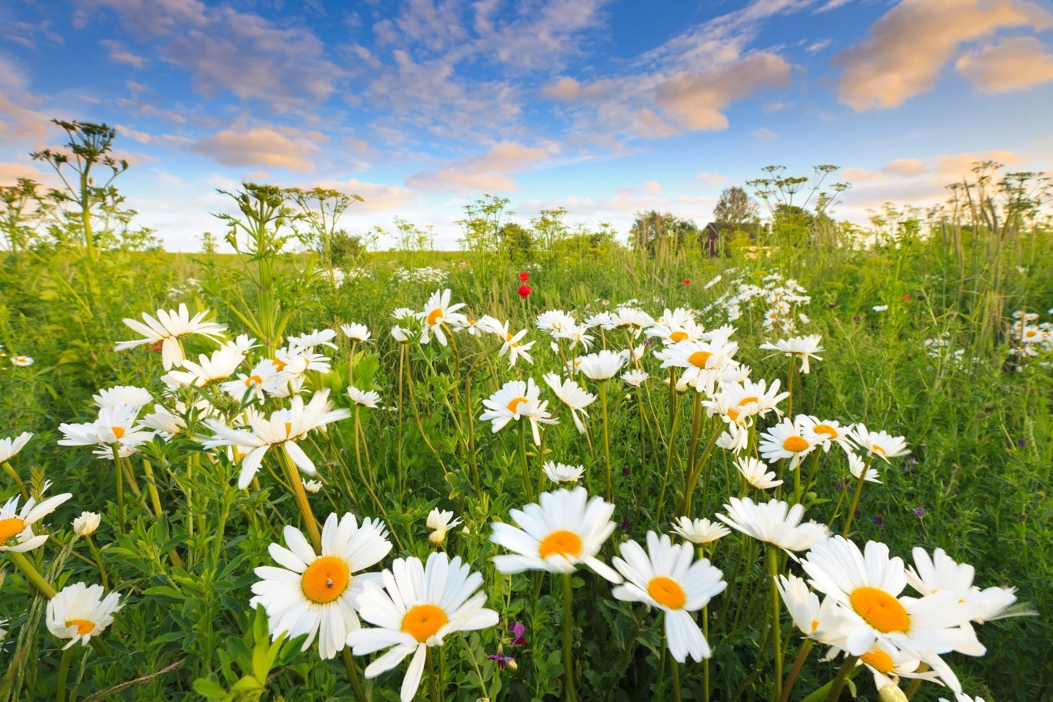 Daisy Field Wallpaper