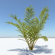 Palme 3d model