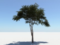 Albero 3d model