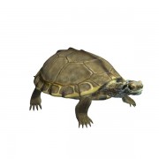 pearlturtle v1 3d model