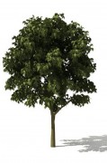 Albero 3d model