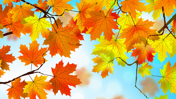 Autumn Leaves HD Wallpaper