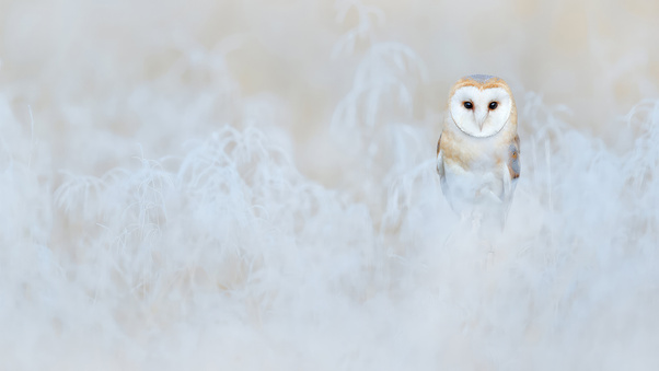 Barn Owl 4k Wallpaper