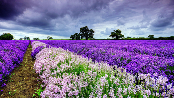 Field Flowers Wallpaper