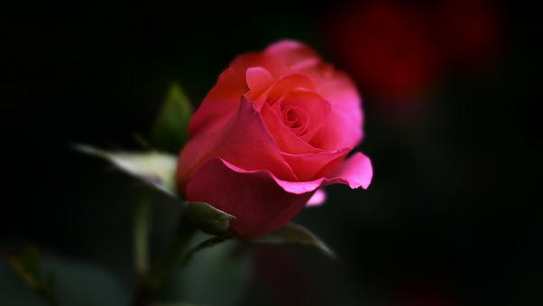 Rose Flower Wallpaper