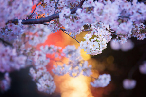 Cherry Blossoms (1440x900) Resolution Wallpaper