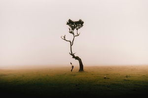 A Lone Tree And Me Wallpaper