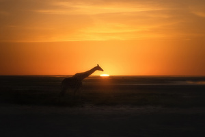 Giraffe Evening Hour (1336x768) Resolution Wallpaper