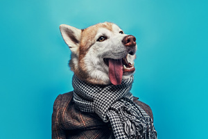 Dapper Husky (1336x768) Resolution Wallpaper