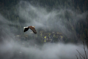 Eagle Cosmic Flight Wallpaper