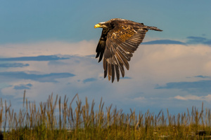 Eagle Predator Flight Wallpaper