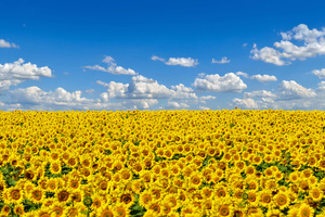 Field Of Sunflowers (1440x900) Resolution Wallpaper