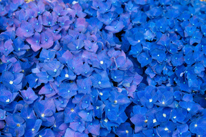 Hydrangea 5k (1440x900) Resolution Wallpaper