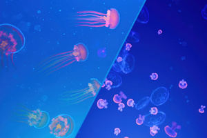 Jellyfish Abstract 4k (1336x768) Resolution Wallpaper