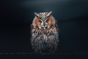 Owl Looking At Viewer Wallpaper