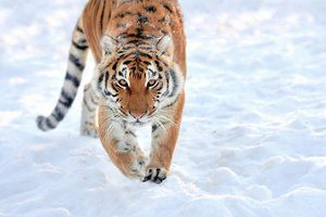 Lion Walking In Snow (2048x2048) Resolution Wallpaper