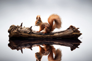 Squirrel 4k (1336x768) Resolution Wallpaper