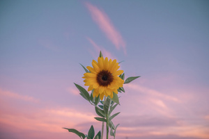 Sunflower Minimal 5k (1440x900) Resolution Wallpaper