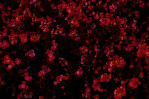 Red Flowers Bed 4k (1440x900) Resolution Wallpaper