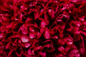 Red Roses 5k (1440x900) Resolution Wallpaper