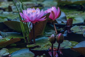 Water Lilies In Pond (1440x900) Resolution Wallpaper