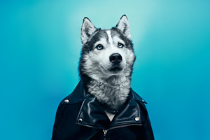 The Husky Rockstar (1336x768) Resolution Wallpaper