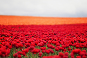 Tulips Field 8k Wallpaper