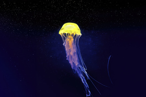 Yellow White Jellyfish (1336x768) Resolution Wallpaper