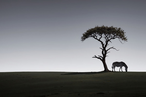 Zebra Twilight Harmony (1336x768) Resolution Wallpaper