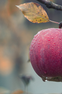 Apple On A Tree Branch (1440x2960) Resolution Wallpaper