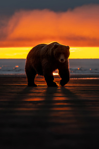 Bear (720x1280) Resolution Wallpaper