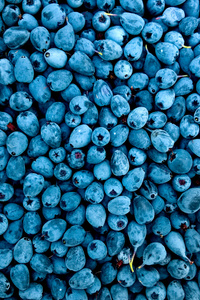 Blueberries (1440x2960) Resolution Wallpaper