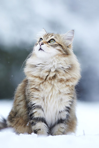 Cat In Winter (720x1280) Resolution Wallpaper