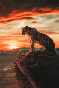 Cheetah Morning Time 4k (720x1280) Resolution Wallpaper