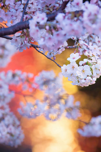 Cherry Blossoms (1080x2160) Resolution Wallpaper