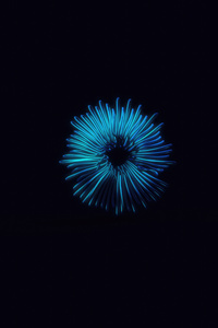 Coral Reef Flower Oled (1080x2160) Resolution Wallpaper