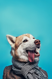 Dapper Husky (720x1280) Resolution Wallpaper