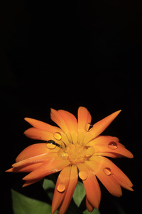 Flower With Drops Oled 5k (1080x2160) Resolution Wallpaper